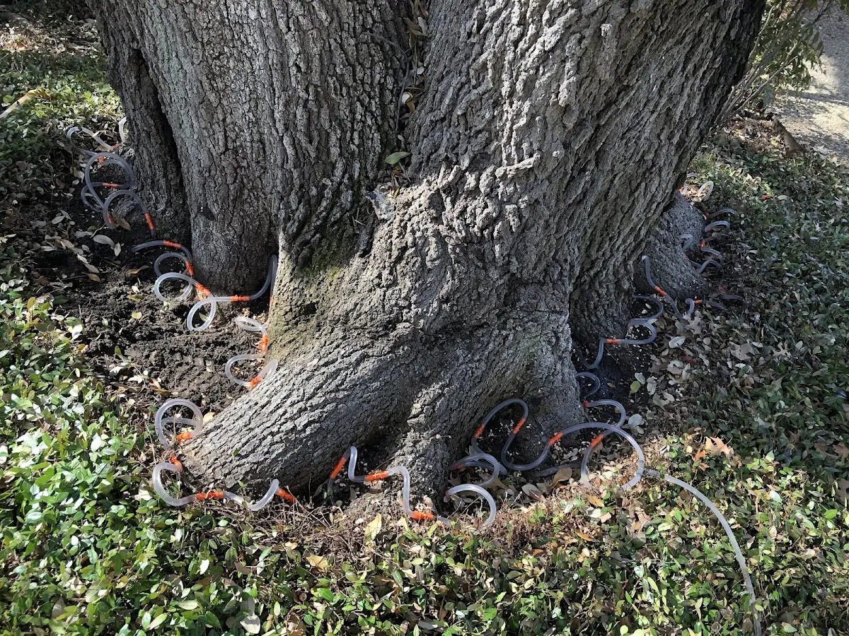 Detailed Tree Cabling and Bracing job site in Galivants Ferry