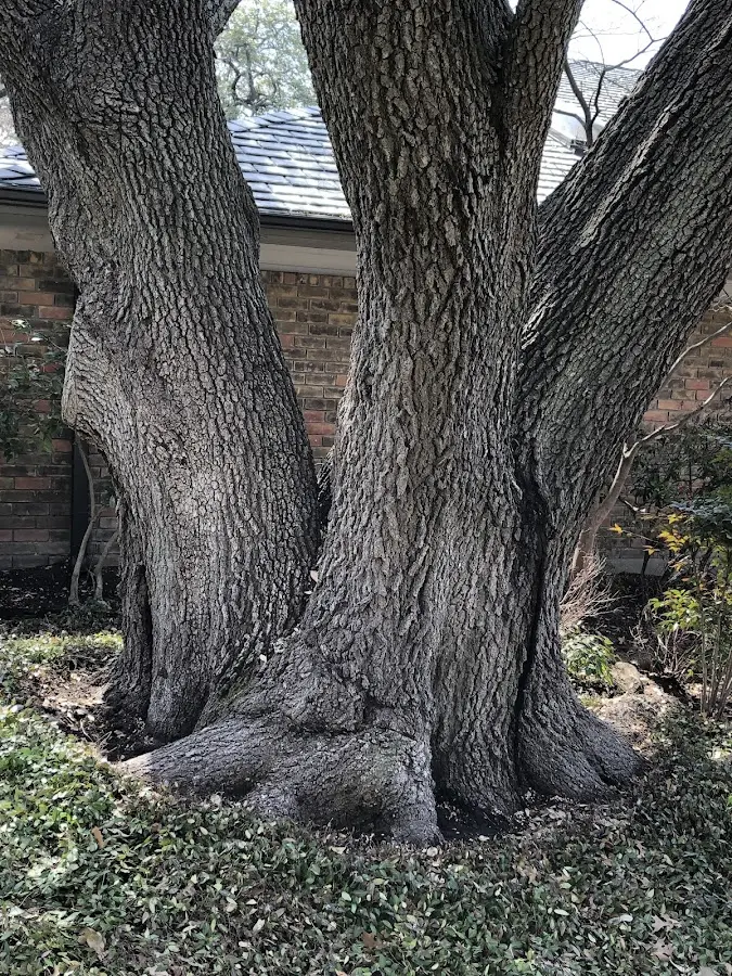 Mature heritage tree close to a Galivants Ferry property cared for by certified arborists